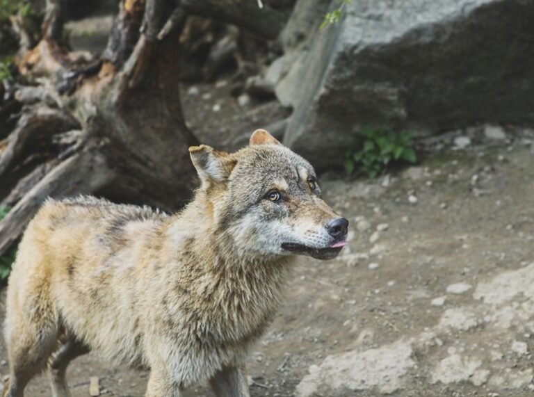 alpha stream dynamics identifier 653650020